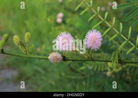 Prinzessin Blume Shy (Mimosa Pudica) wächst in tropischer Natur Stockfoto