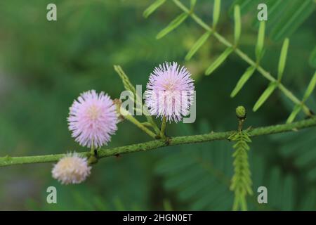 Prinzessin Blume Shy (Mimosa Pudica) wächst in tropischer Natur Stockfoto