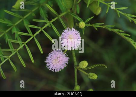 Prinzessin Blume Shy (Mimosa Pudica) wächst in tropischer Natur Stockfoto