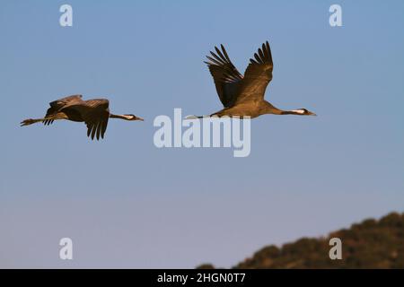 Zwei Erwachsene Kraniche (Grus grus) fliegen über einen blauen Himmel Stockfoto