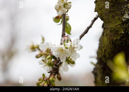 Viele schöne Blüten von Apfelbaum im Frühjahr Stockfoto