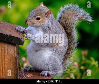 Das östliche graue Eichhörnchen, auch einfach als das graue Eichhörnchen bekannt, ist ein Baumhörnchen der Gattung Sciurus. Sie ist im östlichen Nordamerika beheimatet. Stockfoto