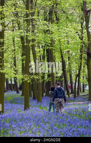 Großbritannien, England, Hertfordshire. Die Menschen gehen auf einem Pfad durch bluebellige Wälder zwischen Buchenbäumen. Stockfoto