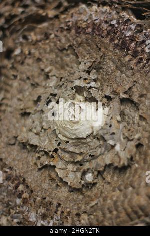 Nahaufnahme eines leeren Wespennests mit Waben und aus Papiermulch. Stockfoto