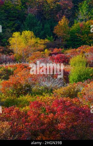 Am Rande eines Feuchtgebiets und einer Hochlandwiese hat sich ein Dickicht entwickelt, das Lebensraum für Wildtiere in Pocono Mountans in Pennsylvania bietet. Stockfoto