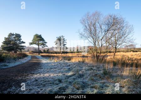 Sonniger Wintermorgen am Chobham Common in Surrey, England, Großbritannien Stockfoto