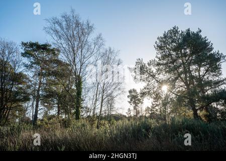 Sonniger Wintermorgen am Chobham Common in Surrey, England, Großbritannien Stockfoto