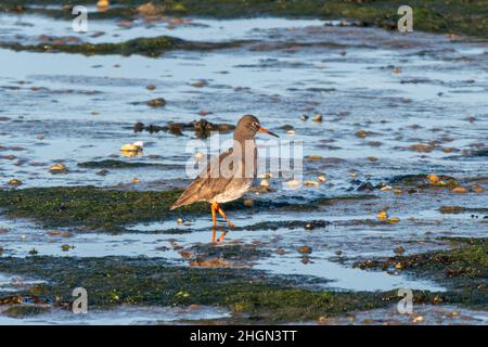 Rotschenkel (Tringa totanus), watender Vogel in den Untiefen und Wattflächen im Farlington Marshes Nature Reserve, Hampshire, Großbritannien, im Winter Stockfoto