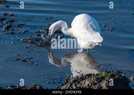 Vogeljagd im seichten Meerwasser bei Farlington Marshes, Nature Reserve during Winter, Hampshire, Großbritannien Stockfoto