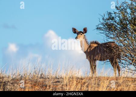 Weiblicher Großkudu (Tragelaphus strepsiceros), Kalahari, Namibia. Stockfoto