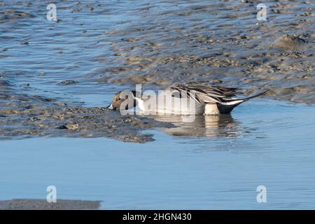 Männliche Pintail-Ente (Anas acuta), die im Winter im Farlington Marshes Nature Reserve, Hampshire, Großbritannien, in Schlamm- und Flachwasser ernährt Stockfoto