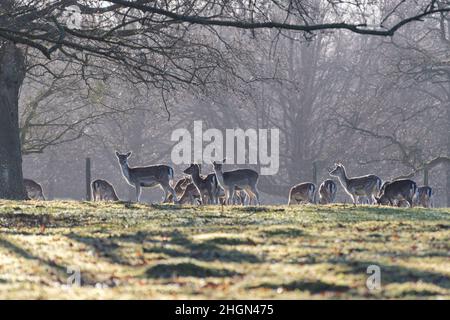 Damhirsch (Dama dama) auf dem Landgut Hackwood Park in der Nähe von Basingstoke, Hampshire, England, Großbritannien, im Winter Stockfoto