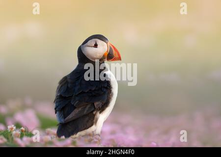 Nahaufnahme des Atlantischen Papageitauchtauchtauchens in rosa Seethriftblüten an einer Küste Schottlands, Großbritannien. Stockfoto