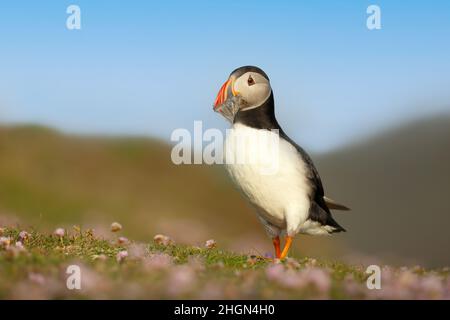 Nahaufnahme des Atlantischen Papageitauchtauchtauchens mit Sandaalen, die im Sommer in Großbritannien auf Gras stehen. Stockfoto