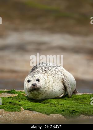 Nahaufnahme einer Robbe (Phoca vitulina), die an einer felsigen Küste auf einer Noss-Insel liegt, Schottland, Großbritannien. Stockfoto