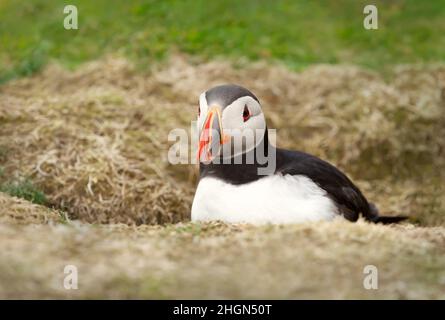 Nahaufnahme eines atlantischen Papageitauchtauchschnäffels (Fratercula arctica) in einem Bau, Noss Island, Shetland Islands. Stockfoto