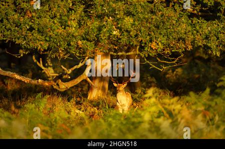 Nahaufnahme eines Damhirsches (Dama dama), der im Herbst unter einem Baum steht. Stockfoto