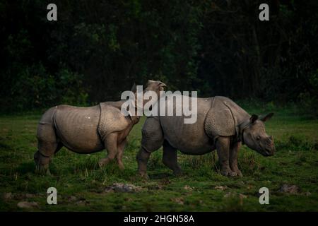 Ein Nashornkalb spielt in den späten Abendstunden mit seiner Mutter im Kaziranga National Park, Assam, Indien Stockfoto