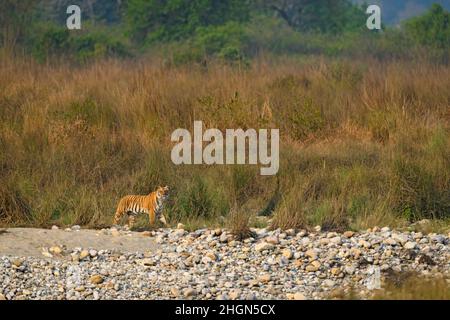 Eine Tigerin spaziert auf dem Flussbett der Ramganga mit Blick auf den Lebensraum Stockfoto