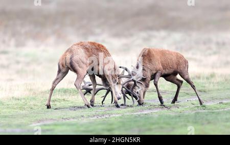 Rothirschhirsche kämpfen während der Brunftzeit im Herbst, Großbritannien. Stockfoto