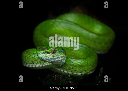 Professionelles Porträt einer großformatigen Pit Viper aus Munnar, Kerala, Indien, mit schwarzem Hintergrund mit diffusem Licht und ohne Blendung. Stockfoto