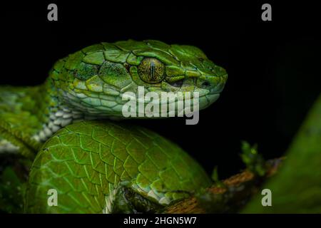 Professionelles Nahaufnahme-Porträt einer großformatigen Pit Viper aus Munnar, Kerala, Indien, mit schwarzem Hintergrund mit diffusem Licht und ohne Blendung. Stockfoto