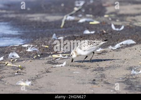 Sanderling (Calidris alba). Region Moskau, Russland. Stockfoto