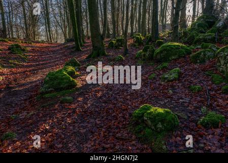 Dalton Crag Woods in der Nähe des Hutton Roof in South Cumbria Stockfoto