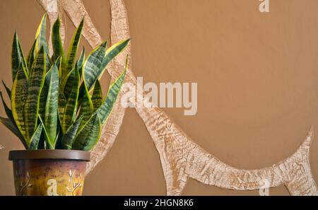 Schlangenpflanze in einem Topf, Schwiegermutter-Zunge, Sankt Georgs Schwert, sansevieria trifasciata auf abstrakt verschwommenem Hintergrund Stockfoto