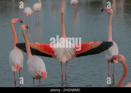 Nahaufnahme einer Gruppe von Flamingos in Camargue, Frankreich. Parc ornithologique de Pont de Gau, Camargue, Frankreich Stockfoto
