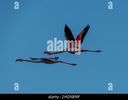 Flamingos in Flight, Camargue, Frankreich Stockfoto