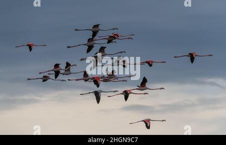 Flamingos in Flight, Camargue, Frankreich Stockfoto