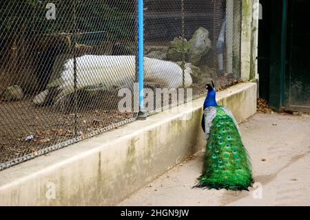 Schwierige Liebe. Kostenloser, farbenfroher Pfau, der weiß umwirbt und in einer Voliere sitzt. Stockfoto