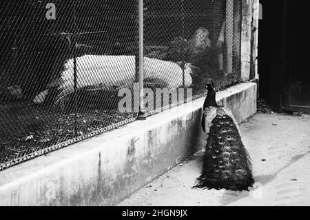 Schwierige Liebe. Kostenloser, farbenfroher Pfau, der weiß umwirbt und in einer Voliere sitzt. Historisches Foto in Schwarzweiß. Stockfoto