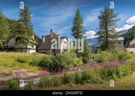 Typisches Steinhaus auf der Alpe Devero, Piemont mit Lärchen und Blumen im Vordergrund Stockfoto