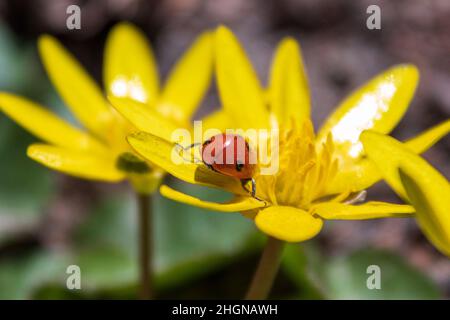 Roter Käfer auf gelben Blüten, Nahaufnahme. Feder Stockfoto