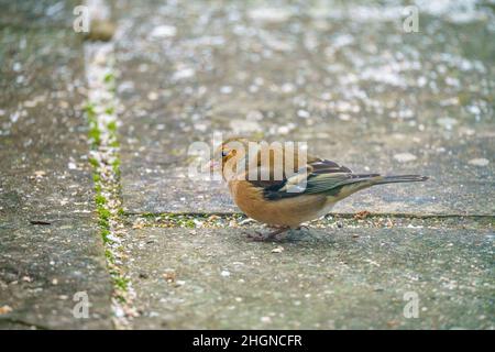 Ein männlicher Buchfink (Fringilla coelebs), der auf verstreuten Vogelsamen speist Stockfoto