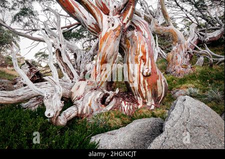 Knarriger und farbenfroher Schnee im australischen Hochland. Stockfoto
