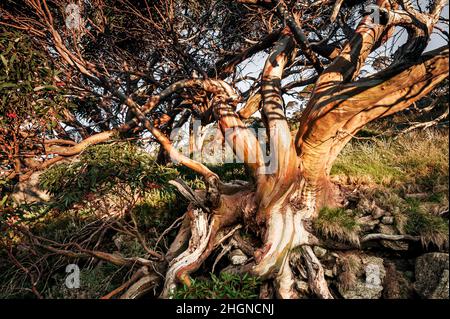 Knarriger und farbenfroher Schnee im australischen Hochland. Stockfoto