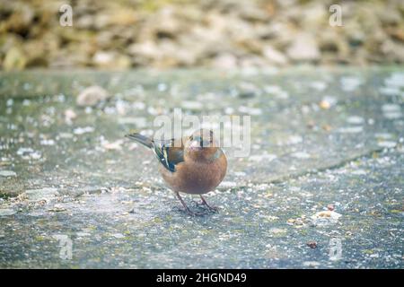 Ein männlicher Buchfink (Fringilla coelebs), der auf verstreuten Vogelsamen speist Stockfoto