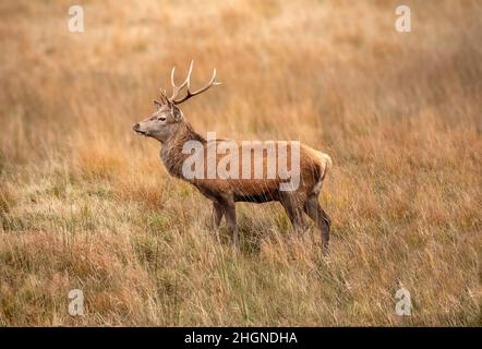 Rotwild aus nächster Nähe auf Moorland in Schottland Stockfoto