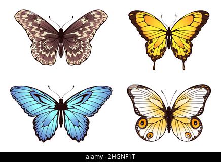 Schmetterlinge fliegen mit farbigen Mustern auf Flügeln. Vektor Insekt Tier Sammlung, fliegen Frühling Schmetterling Illustration Stock Vektor