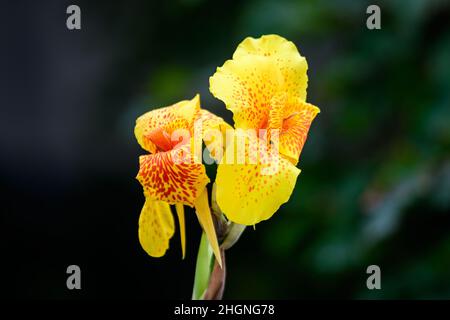 Lebhaft gelbe Blüten der Canna indica, allgemein bekannt als Indian Shot, African ARROWRoot, essbare Canna, lila ARROWRoot oder Sierra Leone ARROWRoot, in s Stockfoto