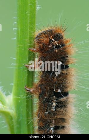 Vertikale Nahaufnahme der großen Raupe der Eggarmotte, Lasiocampa quercus, die auf einem Grasstroh auf dem Feld hängt Stockfoto