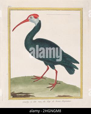 Courly à tête nu, du Cap de bonne Esperance (Kahles Ibis vom Kap der Guten Hoffnung) 1770–86 François Nicolas Martinet Dieses handkolorierte Bild stammt aus 'Histoire Naturelle des Oiseaux', einem berühmten Band, herausgegeben von Georges Louis Leclerc, le comte de Buffon (1707-1788), Intendant du Jardin des Plantes du ROI (Leiter der königlichen botanischen Gärten) unter Louis XV. Ursprünglich wurde das Projekt als Teil der umfangreichen weltweiten Buffon-Naturgeschichte „Histoire Naturelle, Générale et Particulière“ konzipiert, die 1749 begonnen wurde. Wie mit handkolorierten, von Martinet gravierten Tafeln veröffentlicht, wird das Set becam Stockfoto