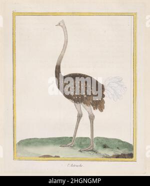 Autruche (Strauß) 1770–86 François Nicolas Martinet Dieses handkolorierte Bild stammt aus 'Histoire Naturelle des Oiseaux', einem berühmten Band, herausgegeben von Georges Louis Leclerc, le comte de Buffon (1707-1788), Intendant du Jardin des Plantes du ROI (Leiter der königlichen botanischen Gärten) unter Louis XV Ursprünglich wurde das Projekt als Teil der umfangreichen weltweiten Buffon-Naturgeschichte „Histoire Naturelle, Générale et Particulière“ konzipiert, die 1749 begonnen wurde. Wie mit handfarbigen Tafeln von Martinet veröffentlicht, wurde das Set zu einem unabhängigen Satz, der 1771-86 veröffentlicht wurde. Durch Gelb gekennzeichnet Stockfoto