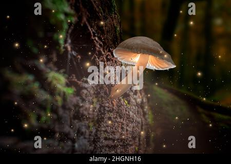 Glühender Pilz auf Rinde mit Glühwürmchen im dunklen Wald. Pilzlampen im Wald. Stockfoto