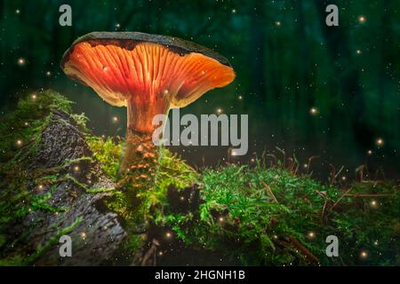 Magischer Wald und glühende Pilze mit Glühwürmchen in der Dämmerung. Glühende Pilze im dunklen Wald. Stockfoto