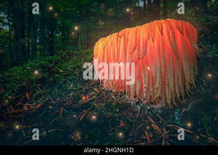 Glühender Orangenpilz auf Moos mit Glühwürmchen im dunklen Wald. Glühender Pilz im dunklen Wald. Stockfoto