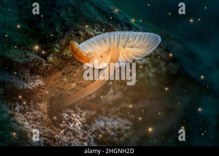 Glühender gelber Pilz auf Baum mit Schnecke im dunklen Wald mit Glühwürmchen. Stockfoto